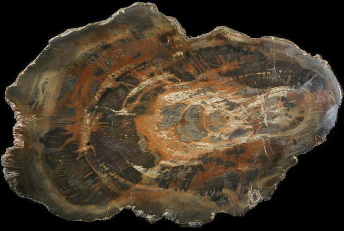 Polished Petrified Wood Slab - Texas #43548